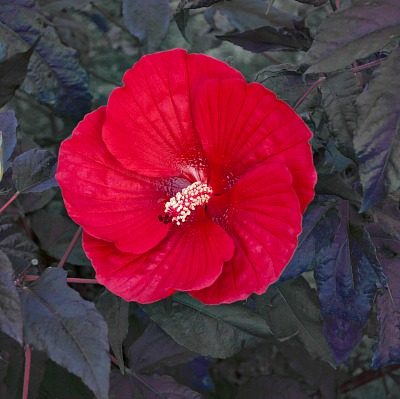 Midnight Marvel Hibiscus