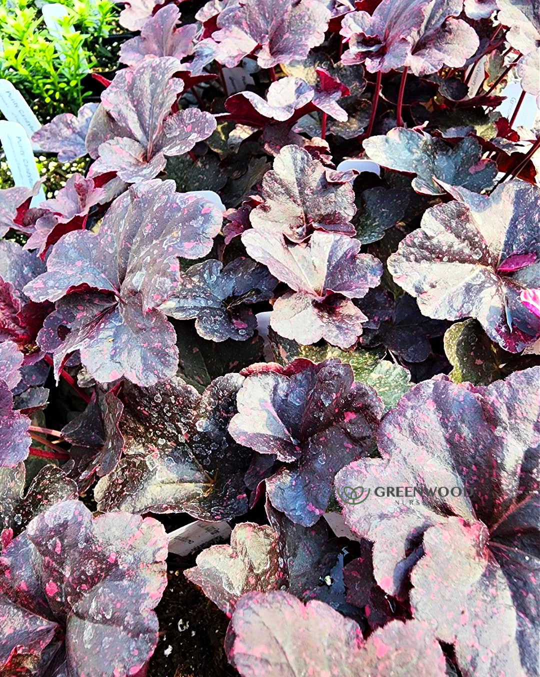 Midnight Rose Heuchera