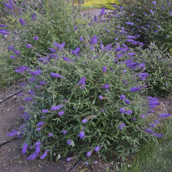 Monarch Blue Knight Buddleia