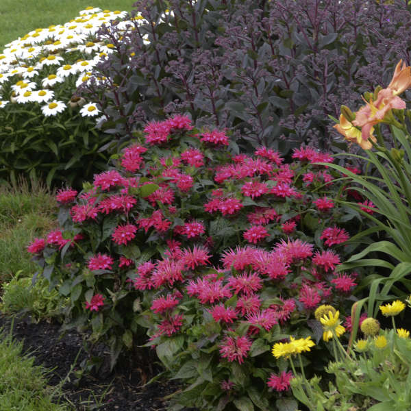 Cherry Pops Monarda