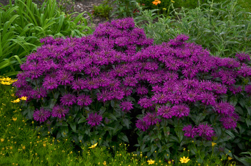 Grape Gumball Monarda