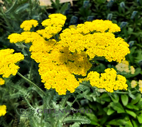 Achillea Moonshine Yarrow