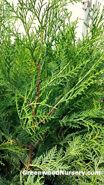 Murray Cypress Tree