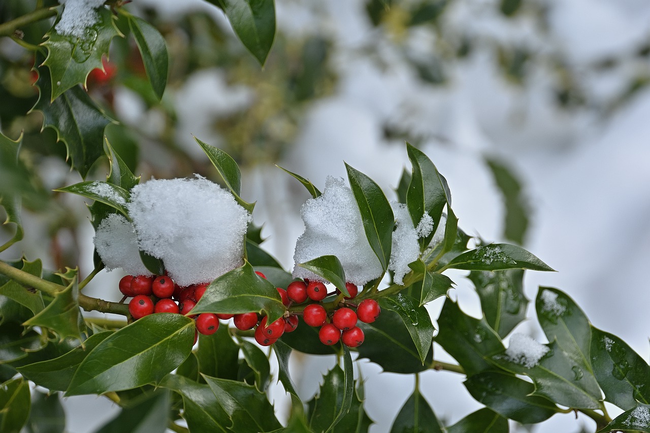 Nellie Stevens Holly Tree