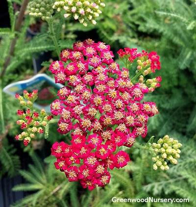 New Vintage Red Yarrow