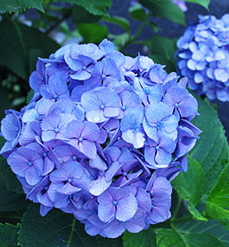 Nikko Blue Hydrangea Shrub