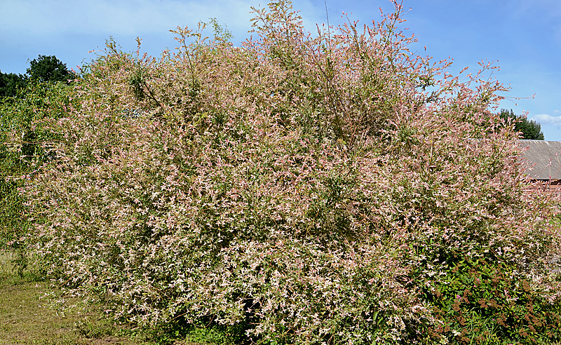 Willow Nishiki Dappled Shrubs