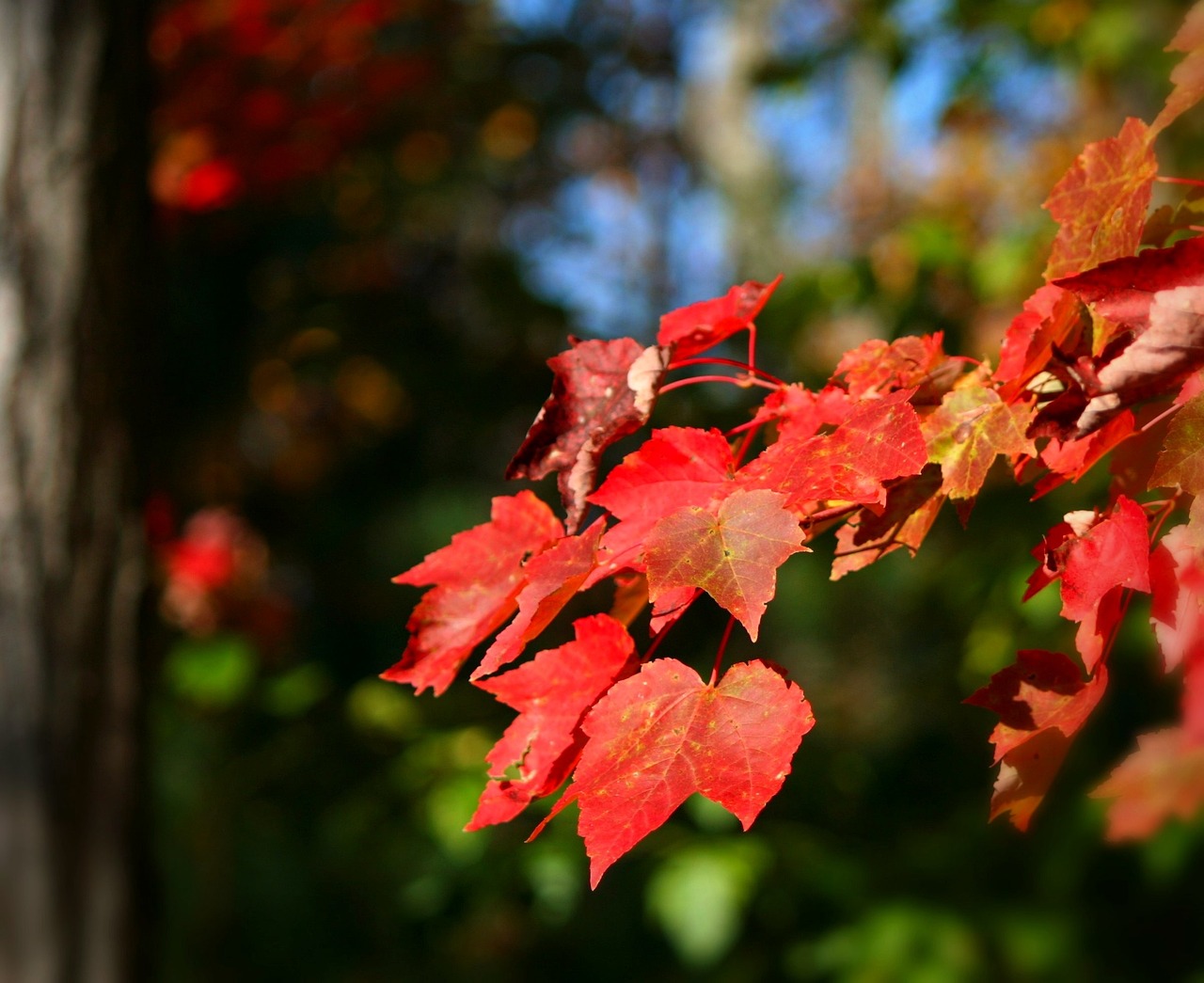 October Glory Red Maple