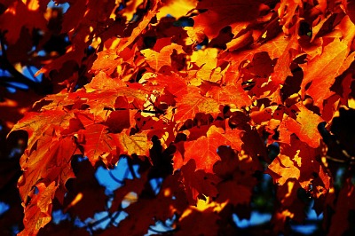 October Glory Red Maple