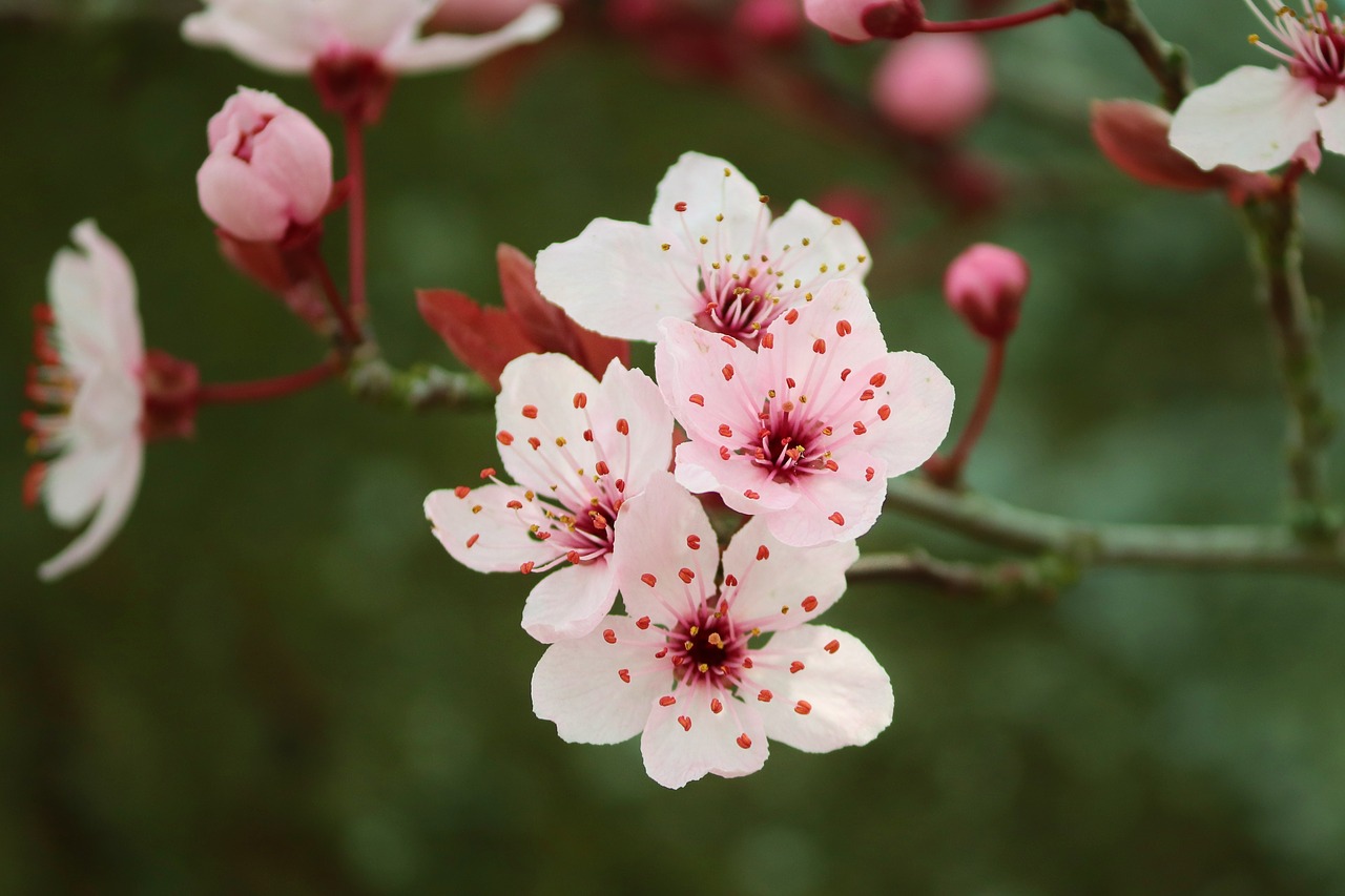 Okame Cherry Tree