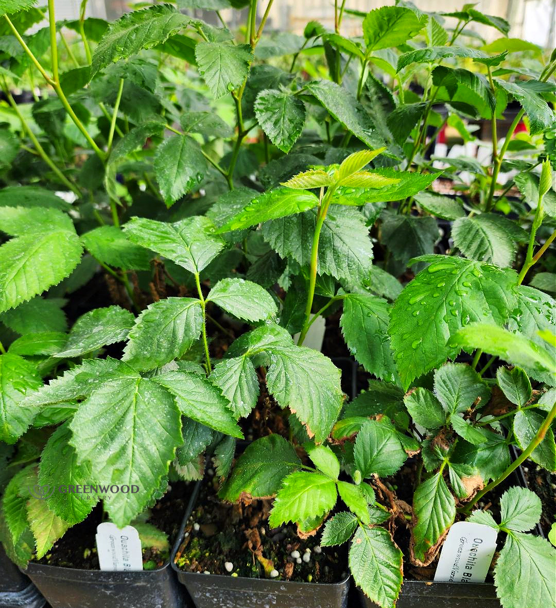 Ouachita Blackberry Bushes Tissue Culture