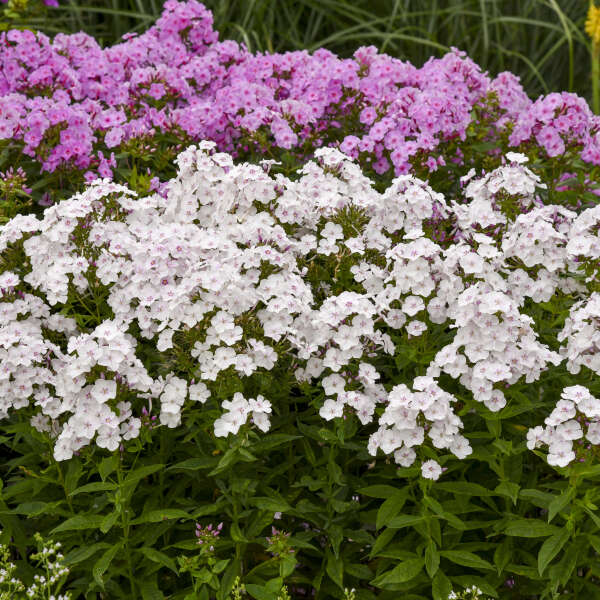 Phlox paniculata 'Party Girl'