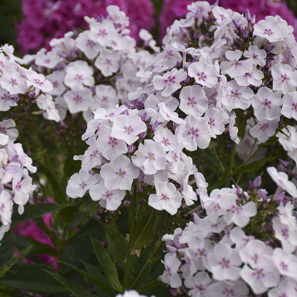 Phlox paniculata 'Party Girl'