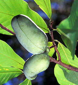 Pawpaw Tree Asimina triloba