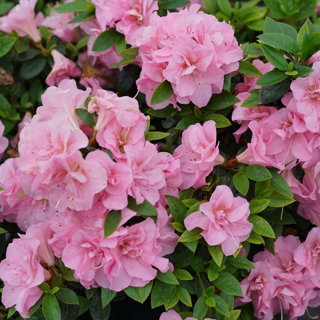 Perfecto Mundo Double Pink Flowering Azalea Rebloomer