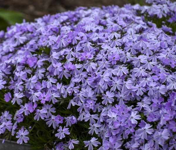 Emerald Blue Creeping Phlox