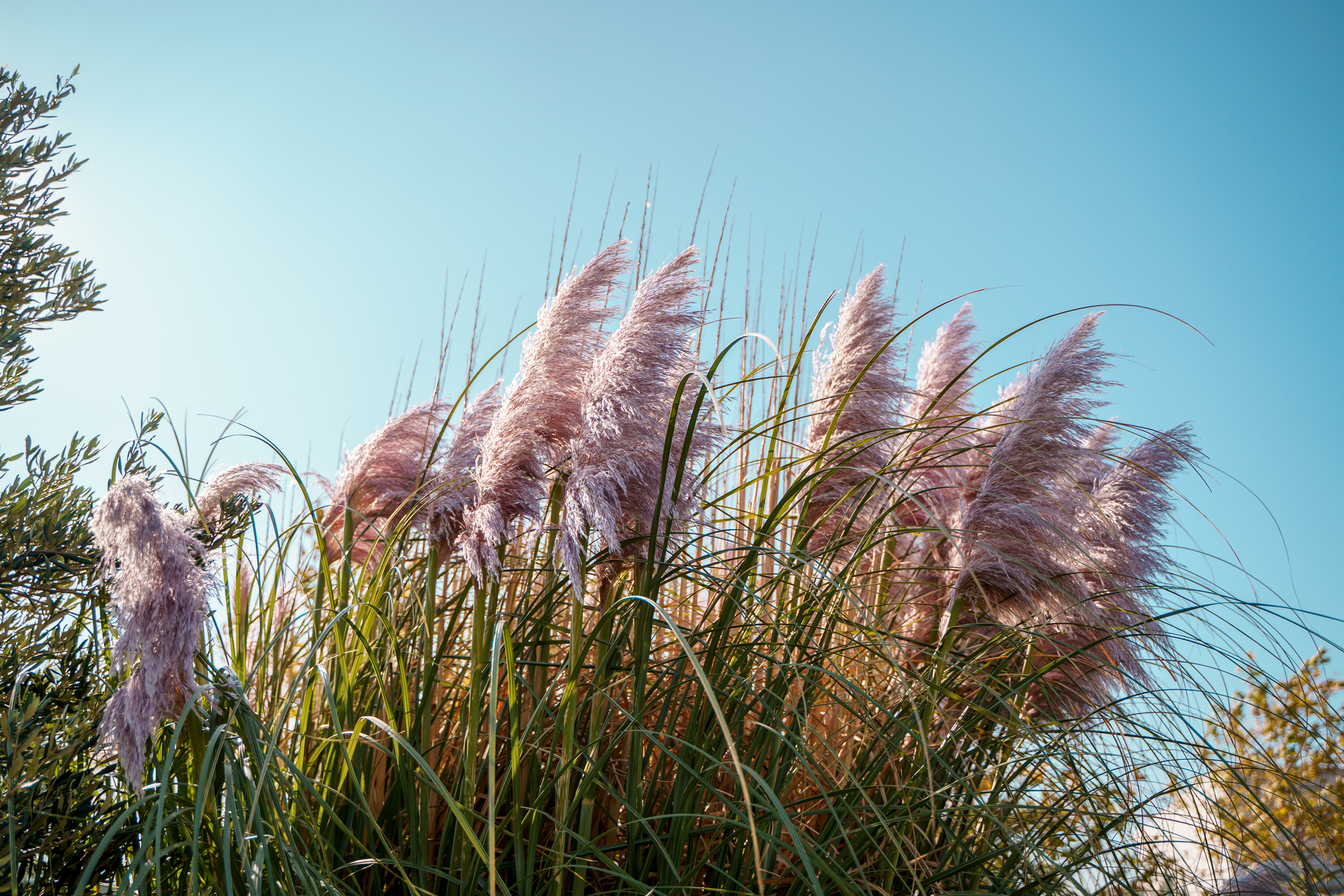 Pink Pampas Grass