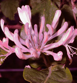 Pink Tatarian Honeysuckle