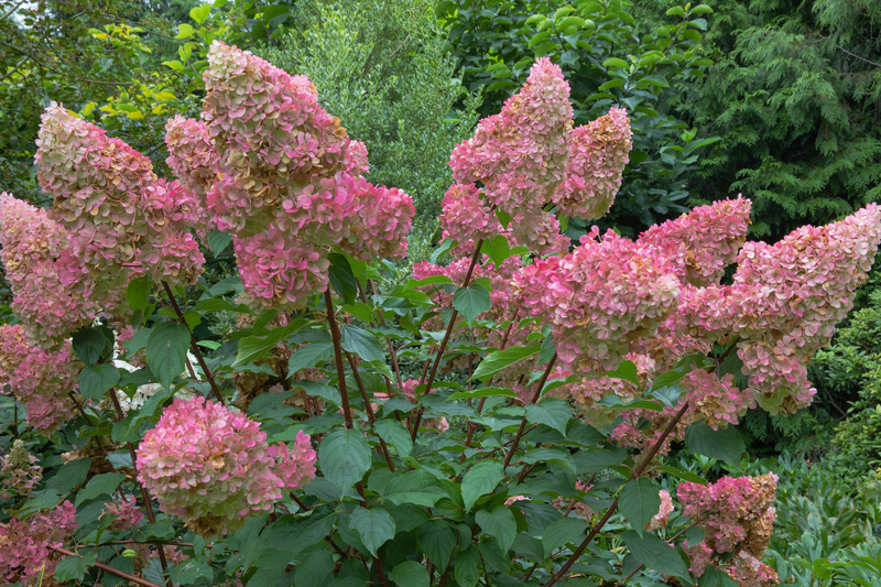 Pinky Winky Hydrangea