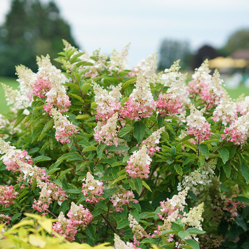 Pinky Winky Hydrangea