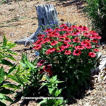 Pollinator garden plants