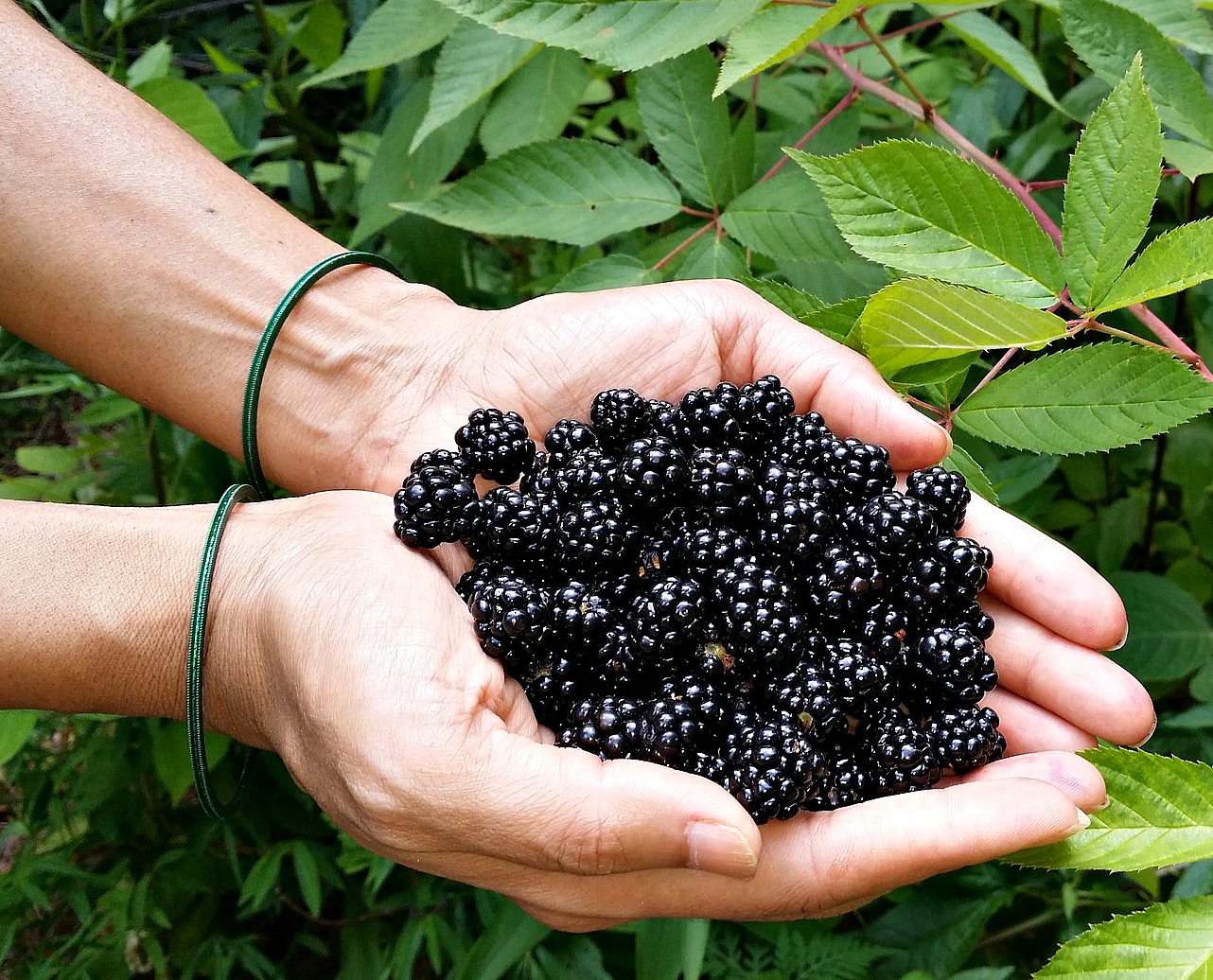 Ponca Blackberry Bare Root Plants