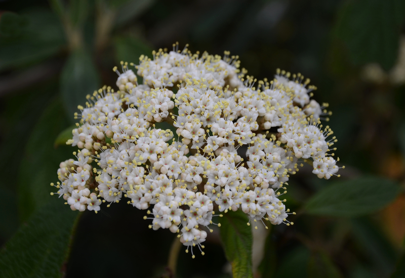 Viburnum Pragense