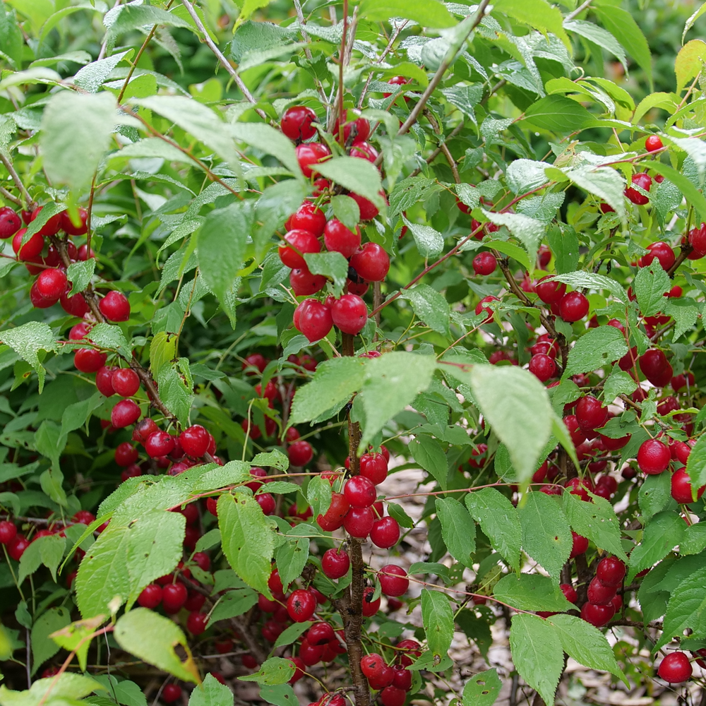 Easy As Pie Bush Fruiting Cherry