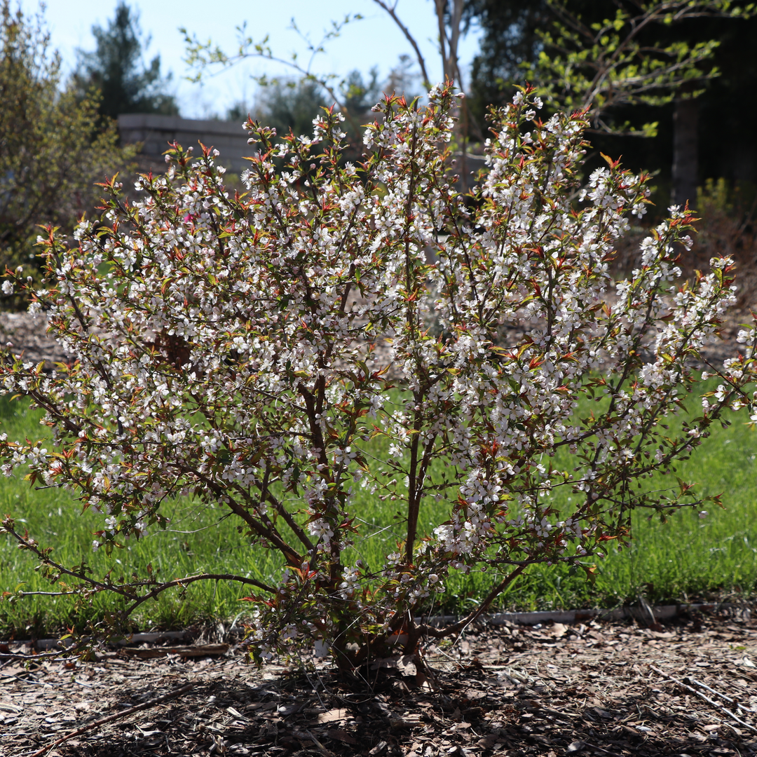 Easy As Pie Bush Fruiting Cherry