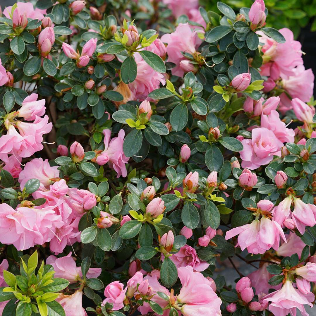 Perfecto Mundo Double Pink Flowering Azalea Rebloomer