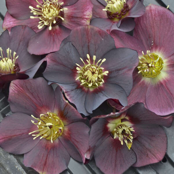 Helleborus Rome Red