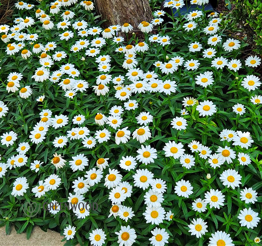 Snowcap Shasta Daisy