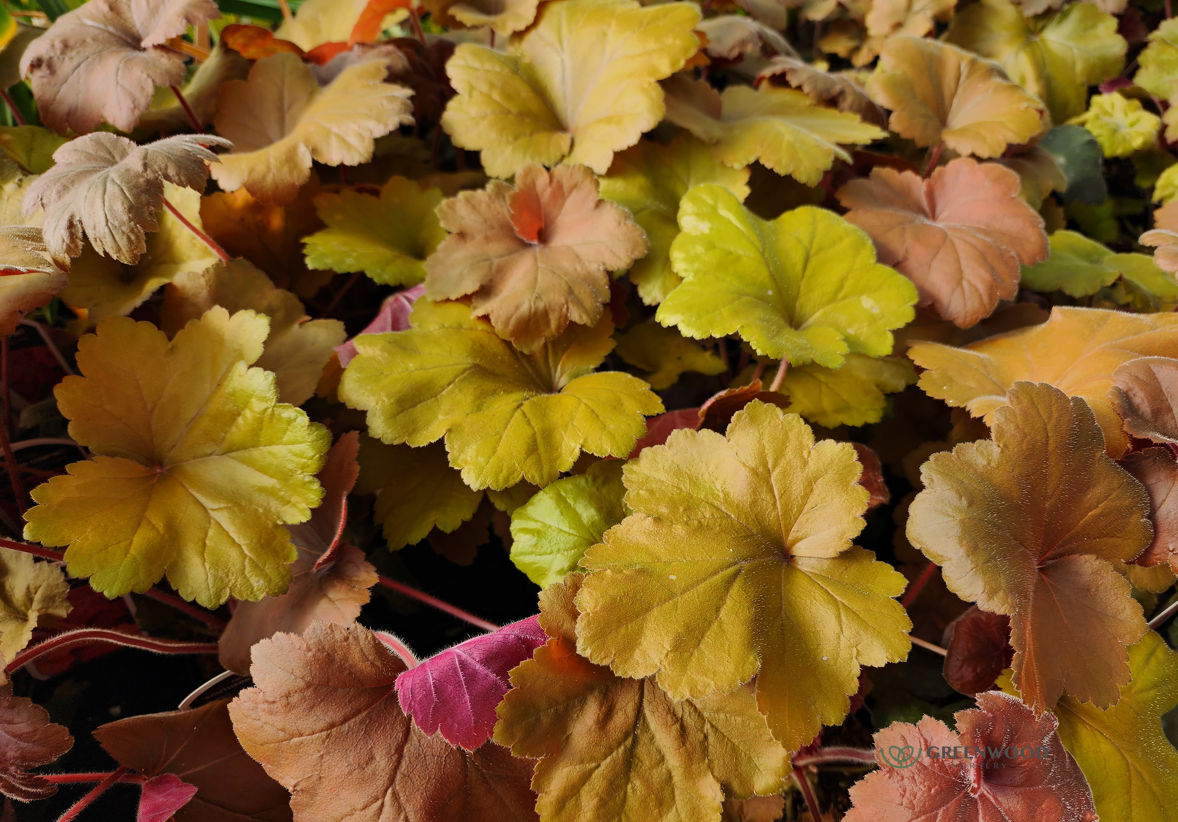 Heuchera Southern Comfort