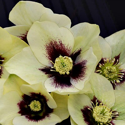 Helleborus Spanish Flare