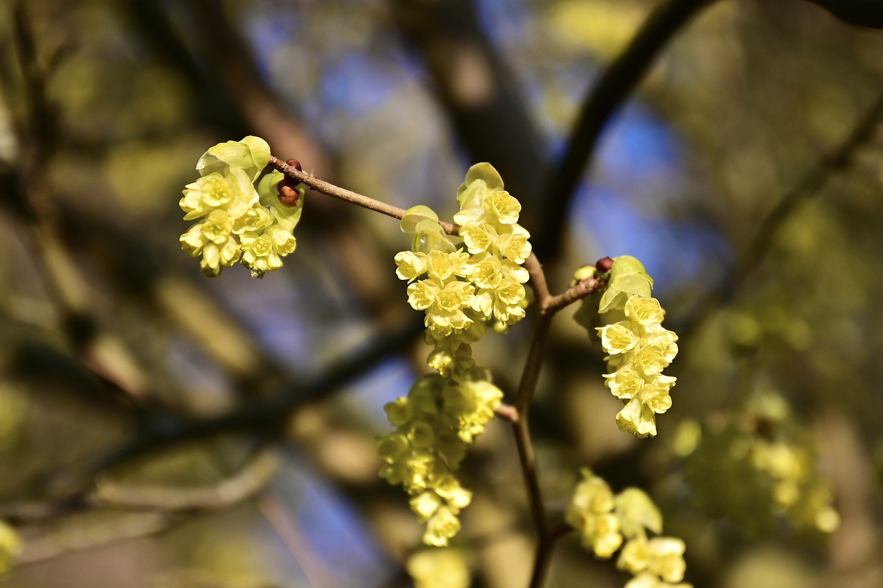 Spicebush Shrubs