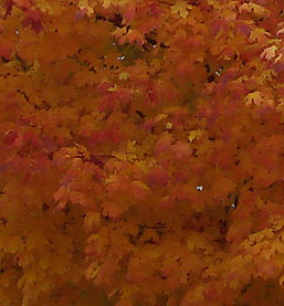 Sugar Maple Tree