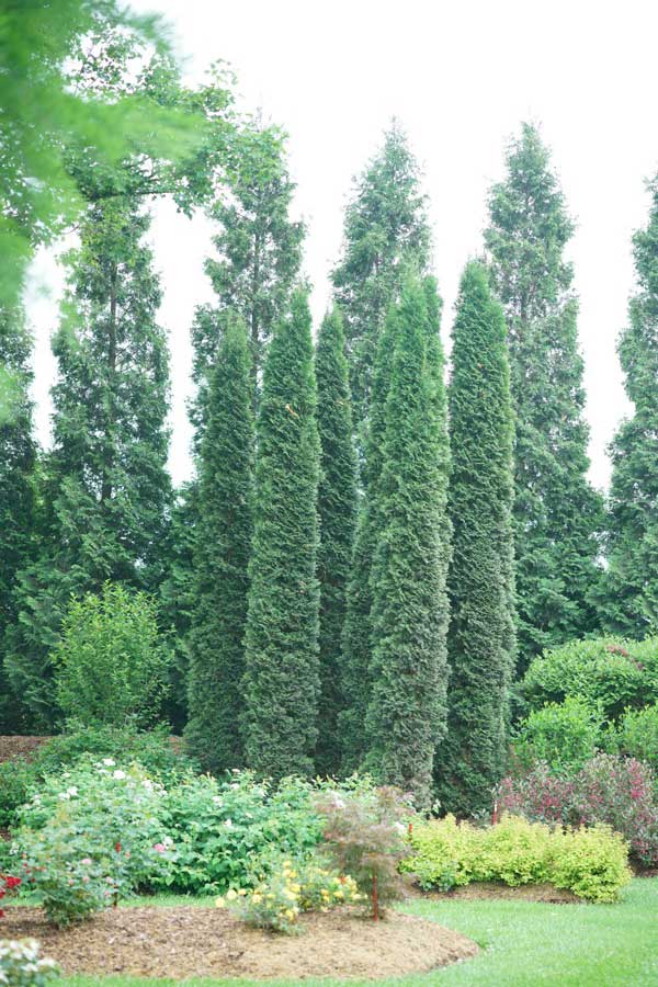 Thin Man Arborvitae