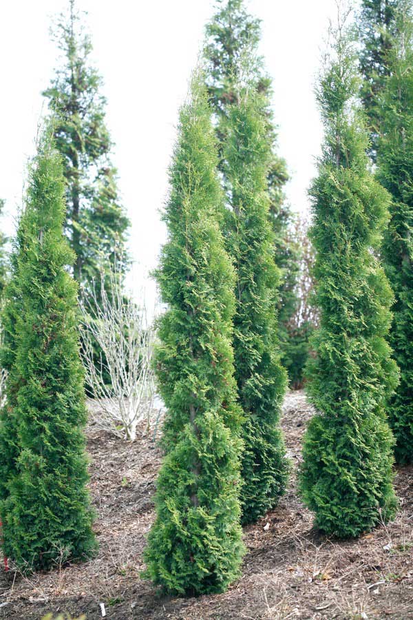 Thin Man Arborvitae