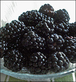 Triple Crown Bare Root Blackberry