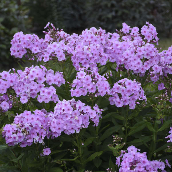 Phlox paniculata 'Uptown Girl'