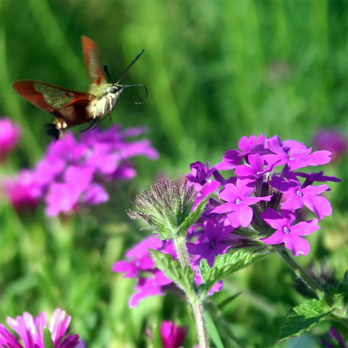 Verbena Homestead Purple