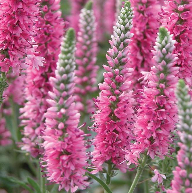 Veronica 'Red Fox' Speedwell