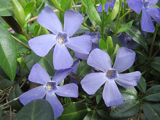 Vinca minor 