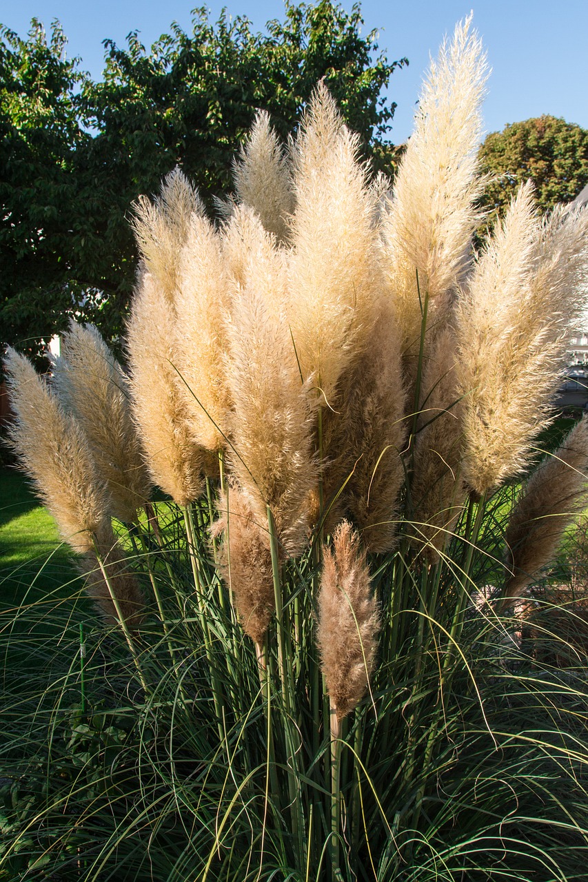 White Pampas Grass