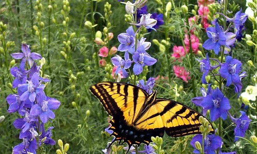 Birds and Butterflies Seed Mix 