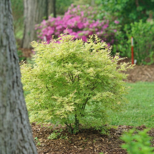 Metamorphosa Japanese Maple