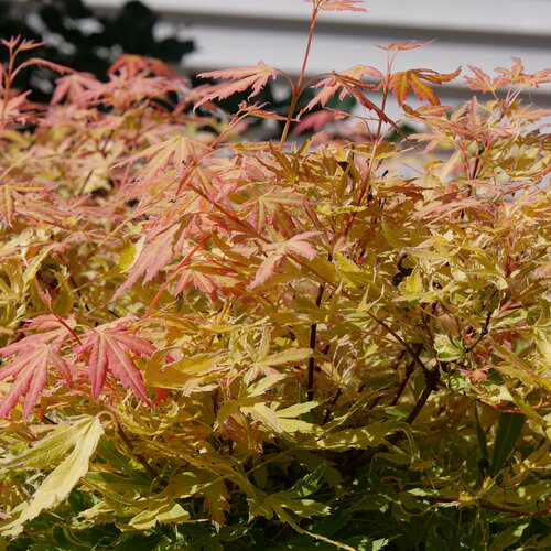 Metamorphosa Japanese Maple