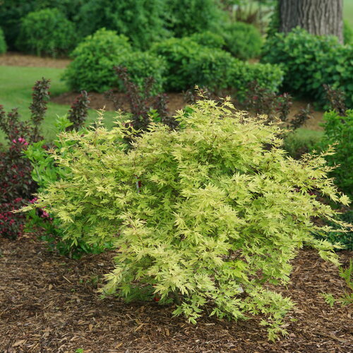 Metamorphosa Japanese Maple