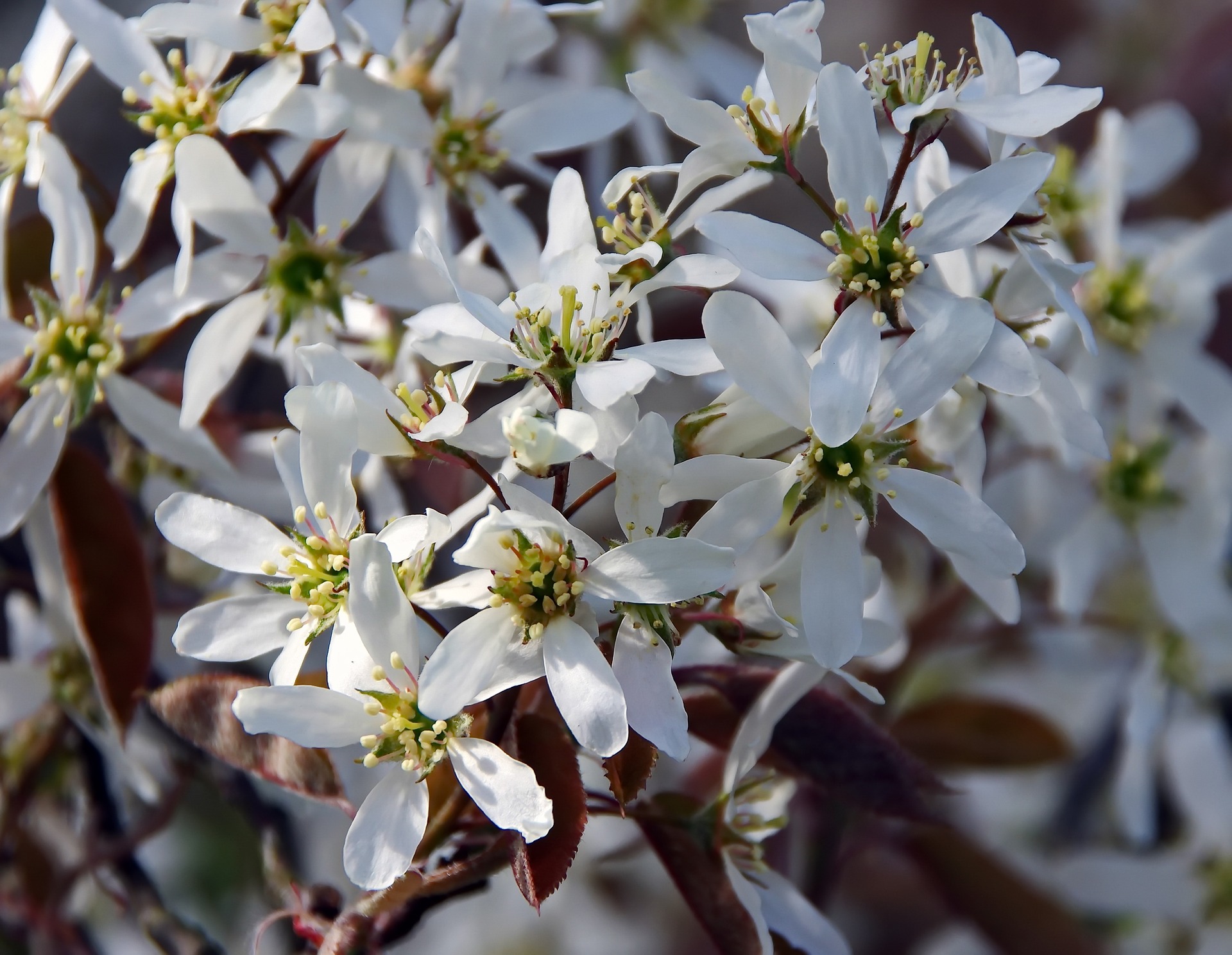 Serviceberry | Amelanchier