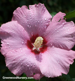 Aphrodite Rose of Sharon